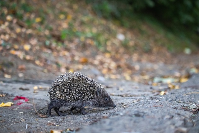 和大面积农 和大面积农